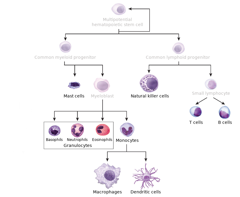 immuneCellTree